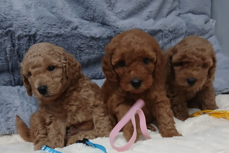 Toy Poodle