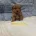 Toy Poodle