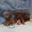 Toy Poodle