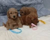 Toy Poodle