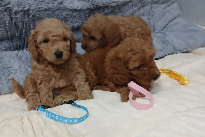 Toy Poodle