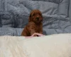 Toy Poodle