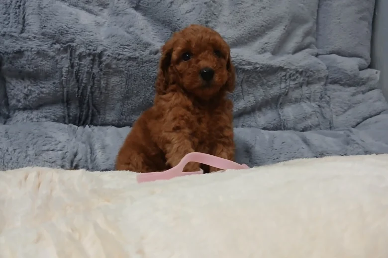 Toy Poodle