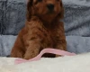 Toy Poodle
