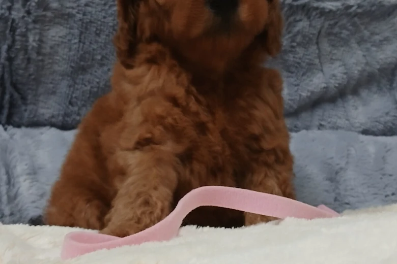 Toy Poodle