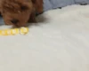 Toy Poodle