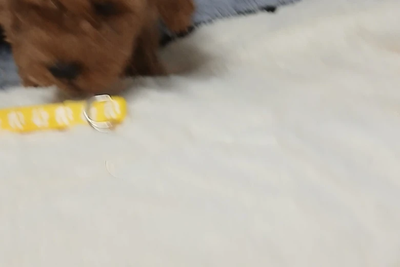 Toy Poodle