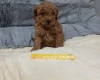 Toy Poodle