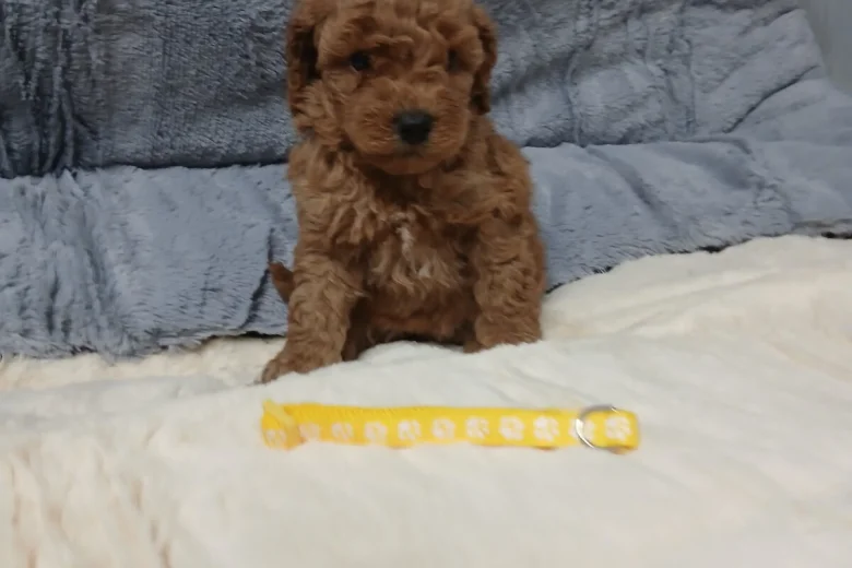 Toy Poodle