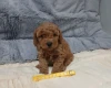 Toy Poodle