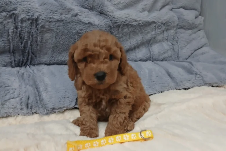 Toy Poodle