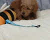 Toy Poodle