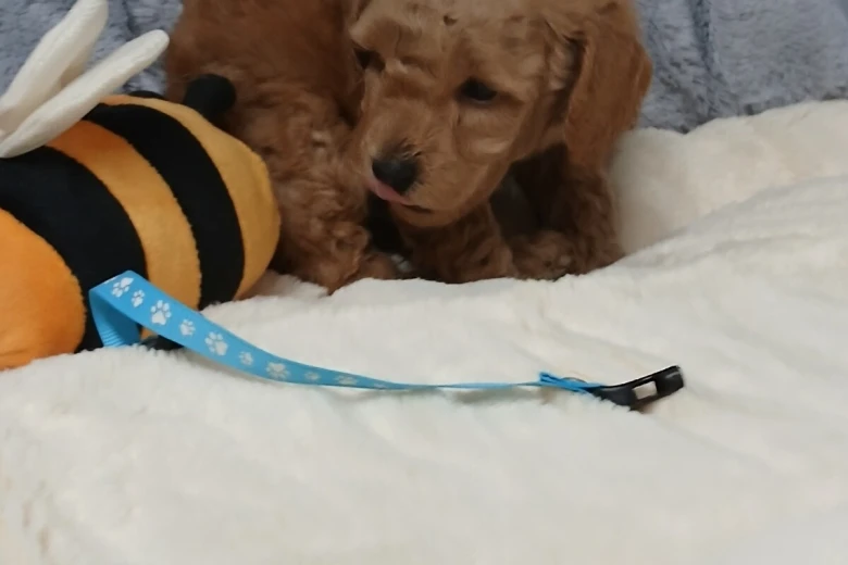 Toy Poodle