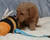 Toy Poodle