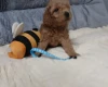 Toy Poodle