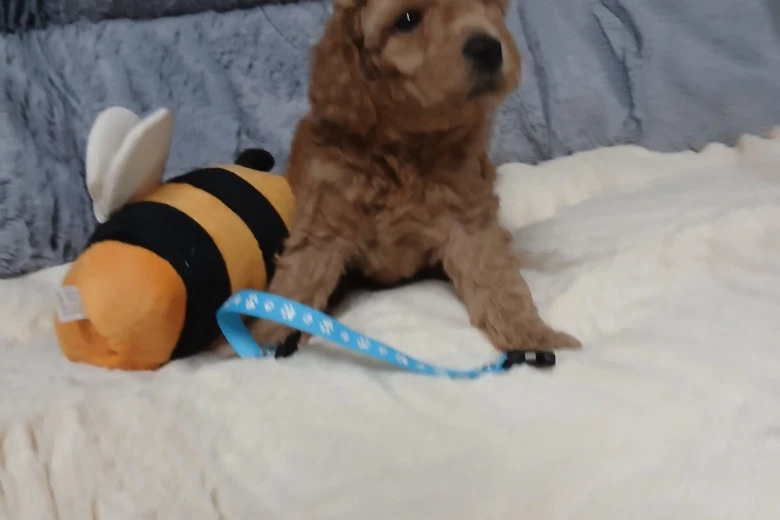 Toy Poodle