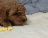 Toy Poodle