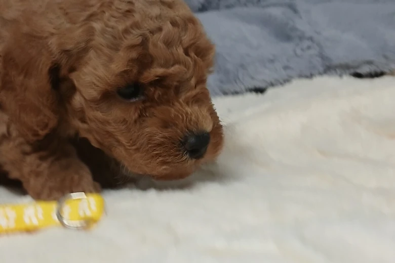 Toy Poodle