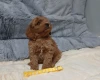 Toy Poodle