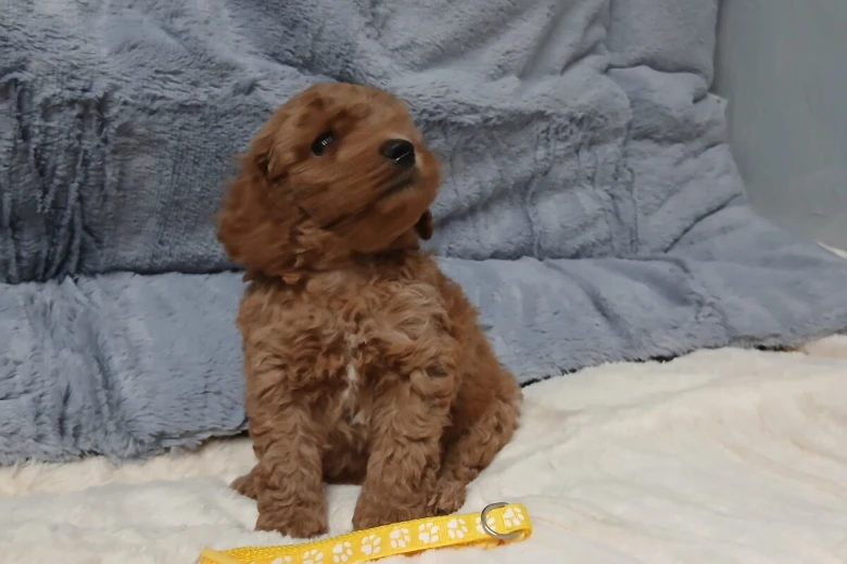Toy Poodle
