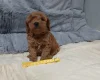 Toy Poodle