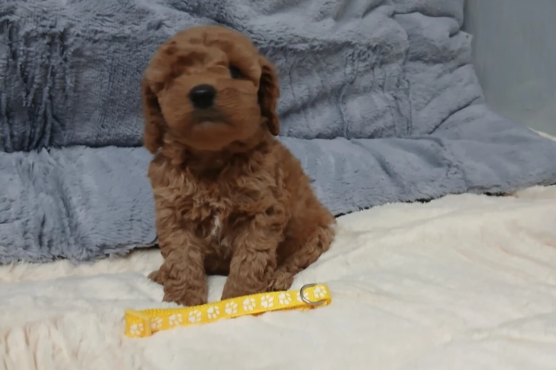 Toy Poodle