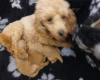 Toy Poodle