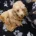 Toy Poodle