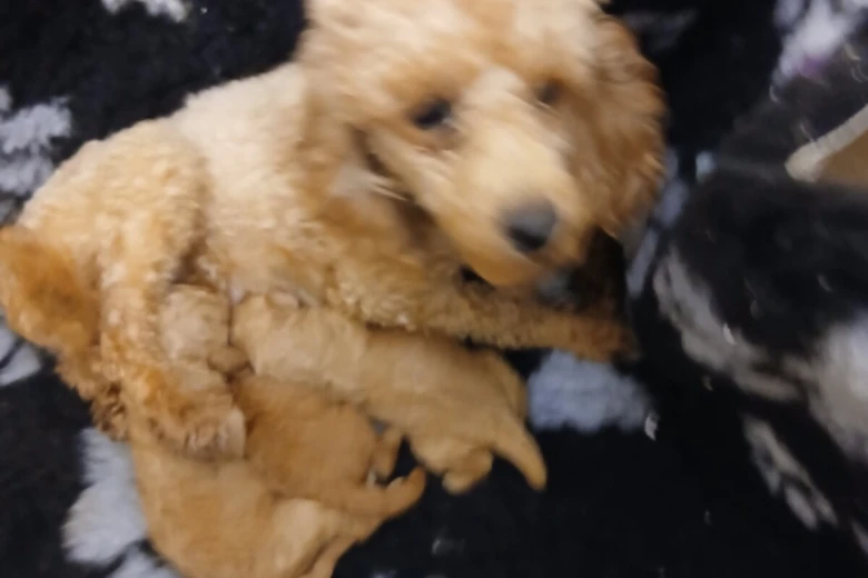 Toy Poodle