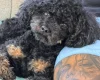 Toy Poodle