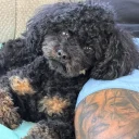 Toy Poodle