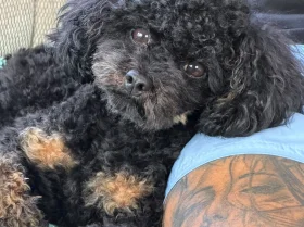 Toy Poodle