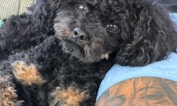 Toy Poodle