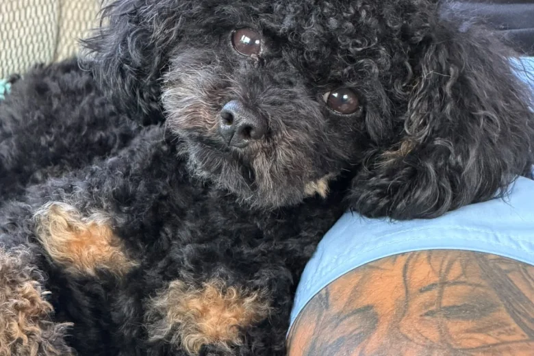 Toy Poodle