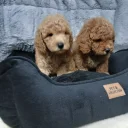 Toy Poodle