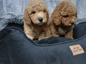 Toy Poodle