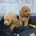 Toy Poodle
