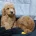 Toy Poodle