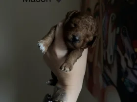 Toy Poodle