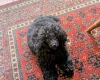 Toy Poodle