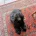 Toy Poodle