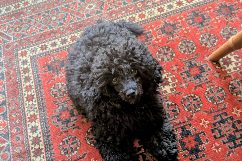 Toy Poodle