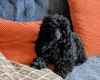 Toy Poodle