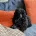 Toy Poodle