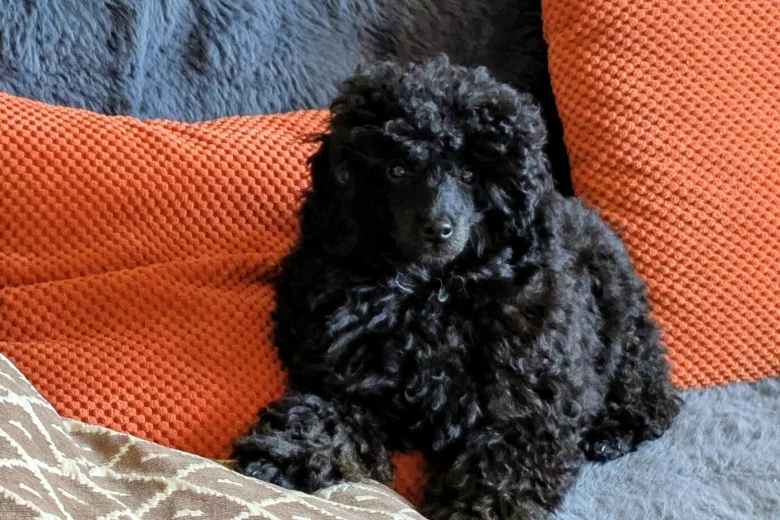 Toy Poodle