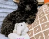 Toy Poodle
