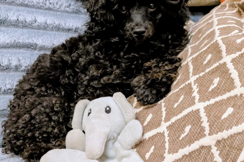Toy Poodle