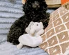Toy Poodle