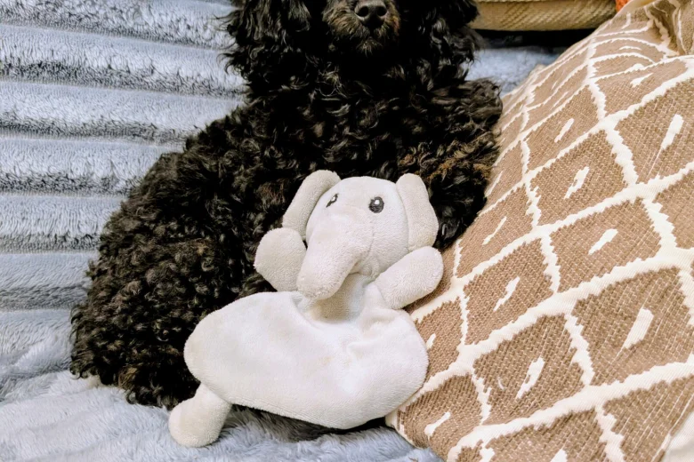 Toy Poodle