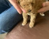 Toy Poodle